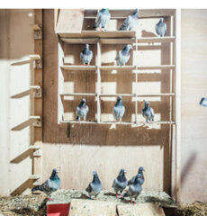 Duivenhouder particulier